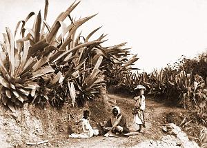 Images d'Algerie 145